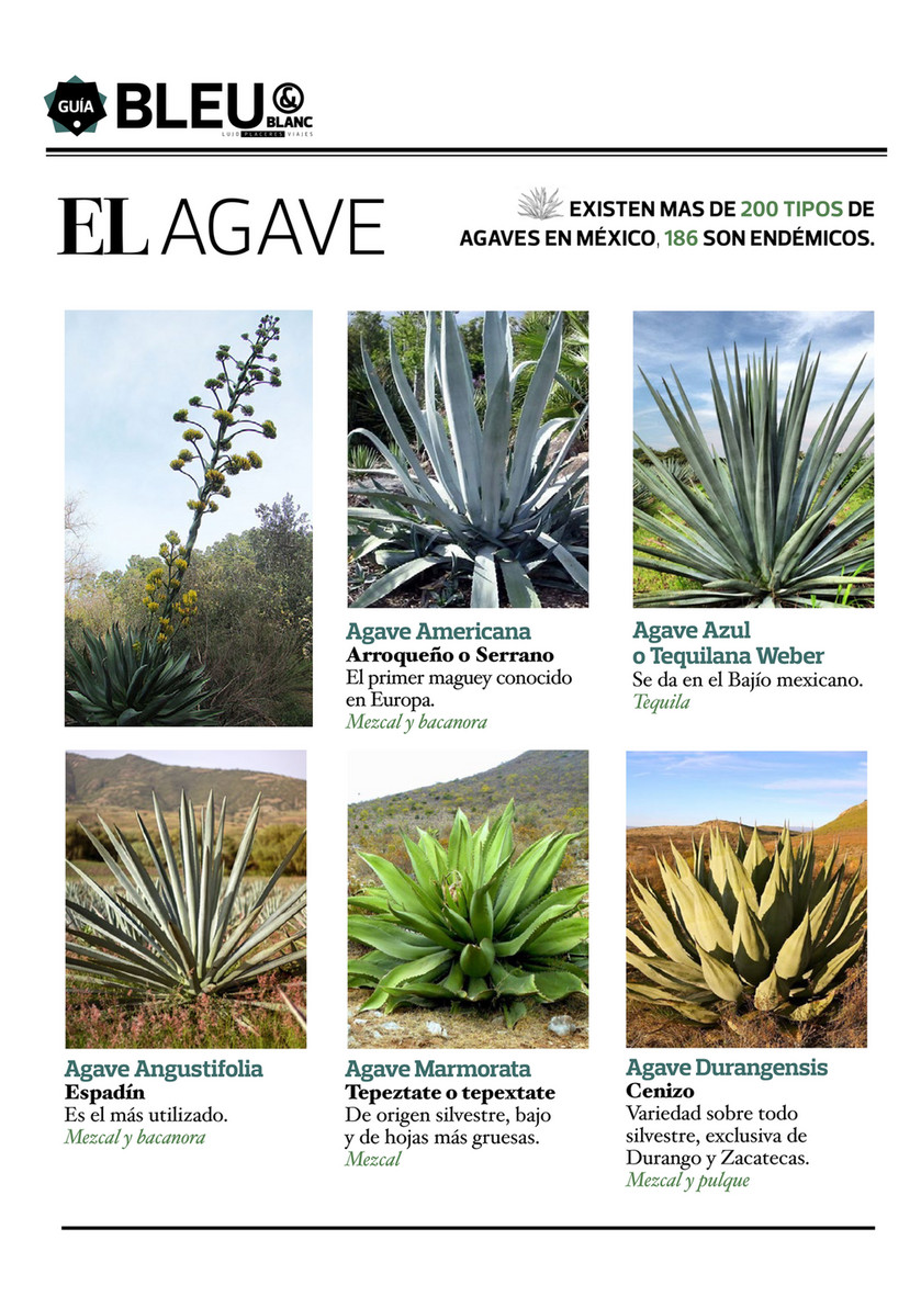 inulin aus agave oder chicorée Inulin-Pulver main image 1
